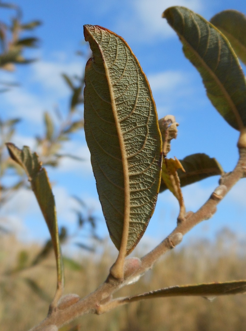 Salix atrocinerea / Salice di Gallura